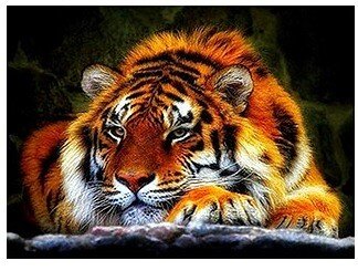 Тигр - тигр, звери - оригинал