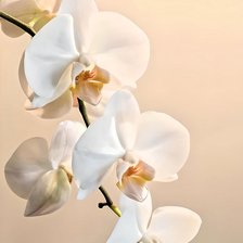 Оригинал схемы вышивки «орхидея» (№2716515)