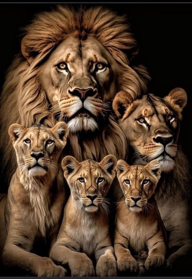 Львиное семейство 3 - лев - оригинал