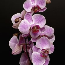 Схема вышивки «орхидея1»