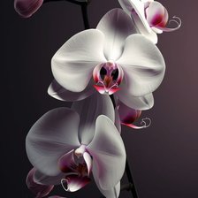 Оригинал схемы вышивки «Орхидея» (№2737093)