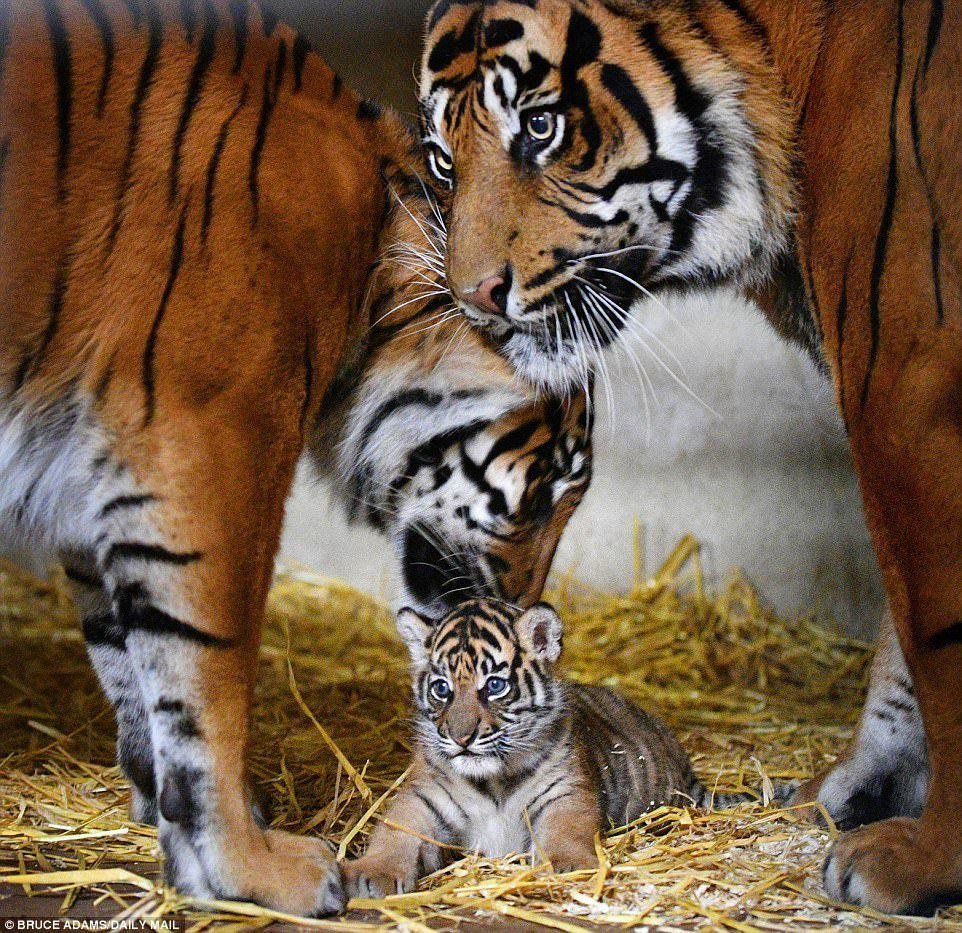 Тигры - семья, тигры - оригинал