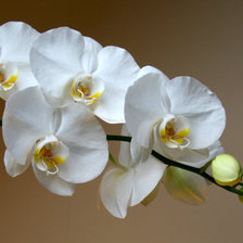 Схема вышивки «орхидея3»