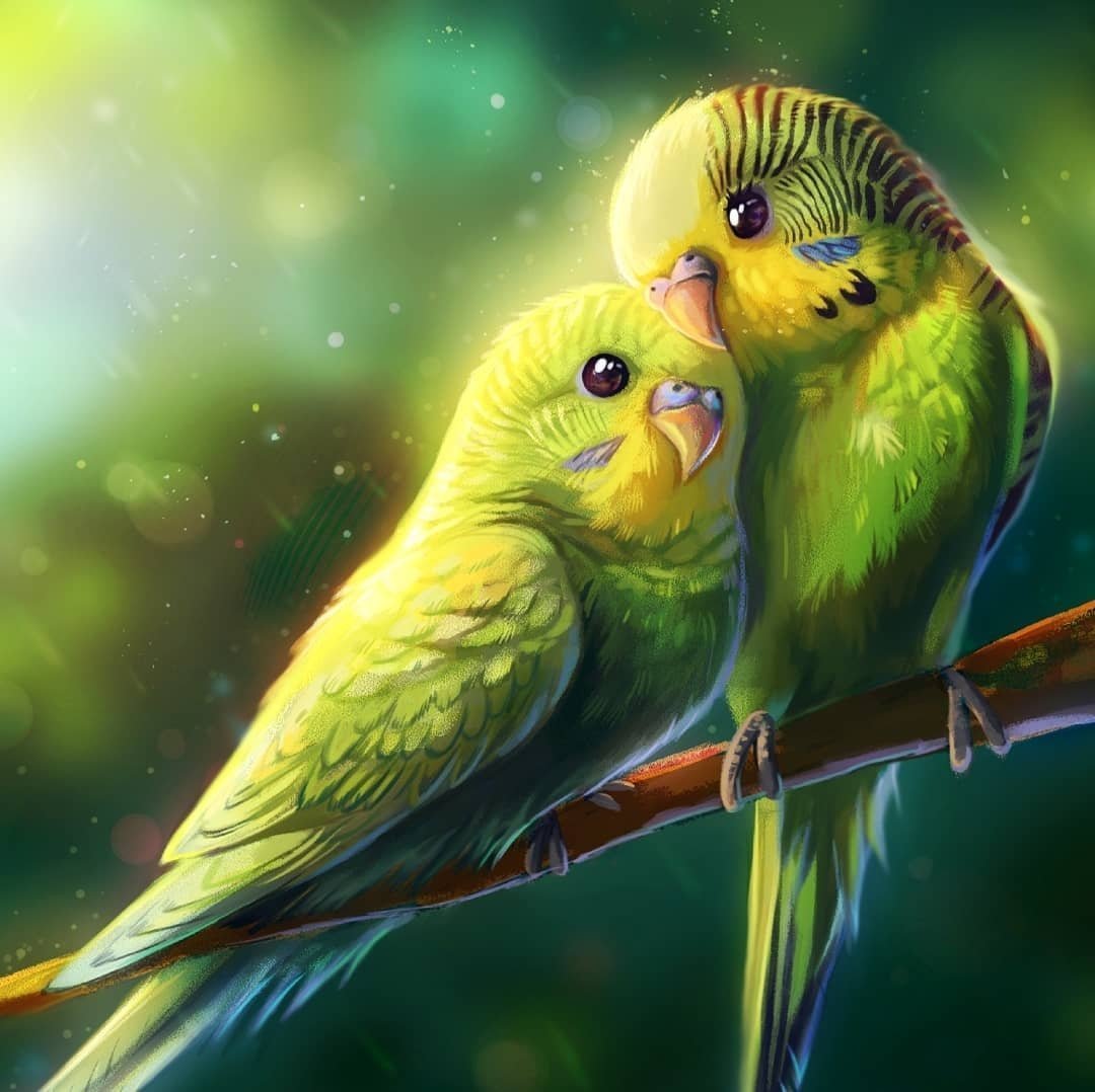 Попугайчики - попугаи, птицы, нежность, милота, пара, любовь - оригинал