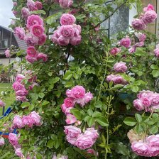 Схема вышивки «Розы в моем саду»