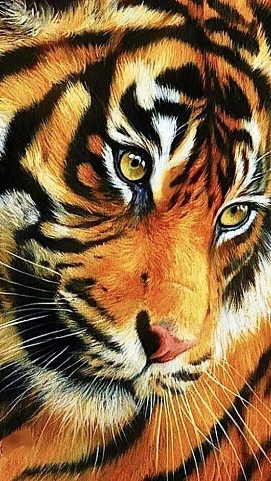 Тигр - тигр, взгляд, животные, дикие хищные кошки, тигры - оригинал