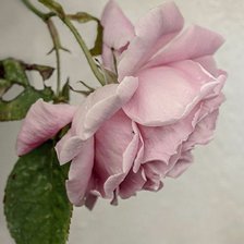 Оригинал схемы вышивки «Розовая роза» (№2758054)
