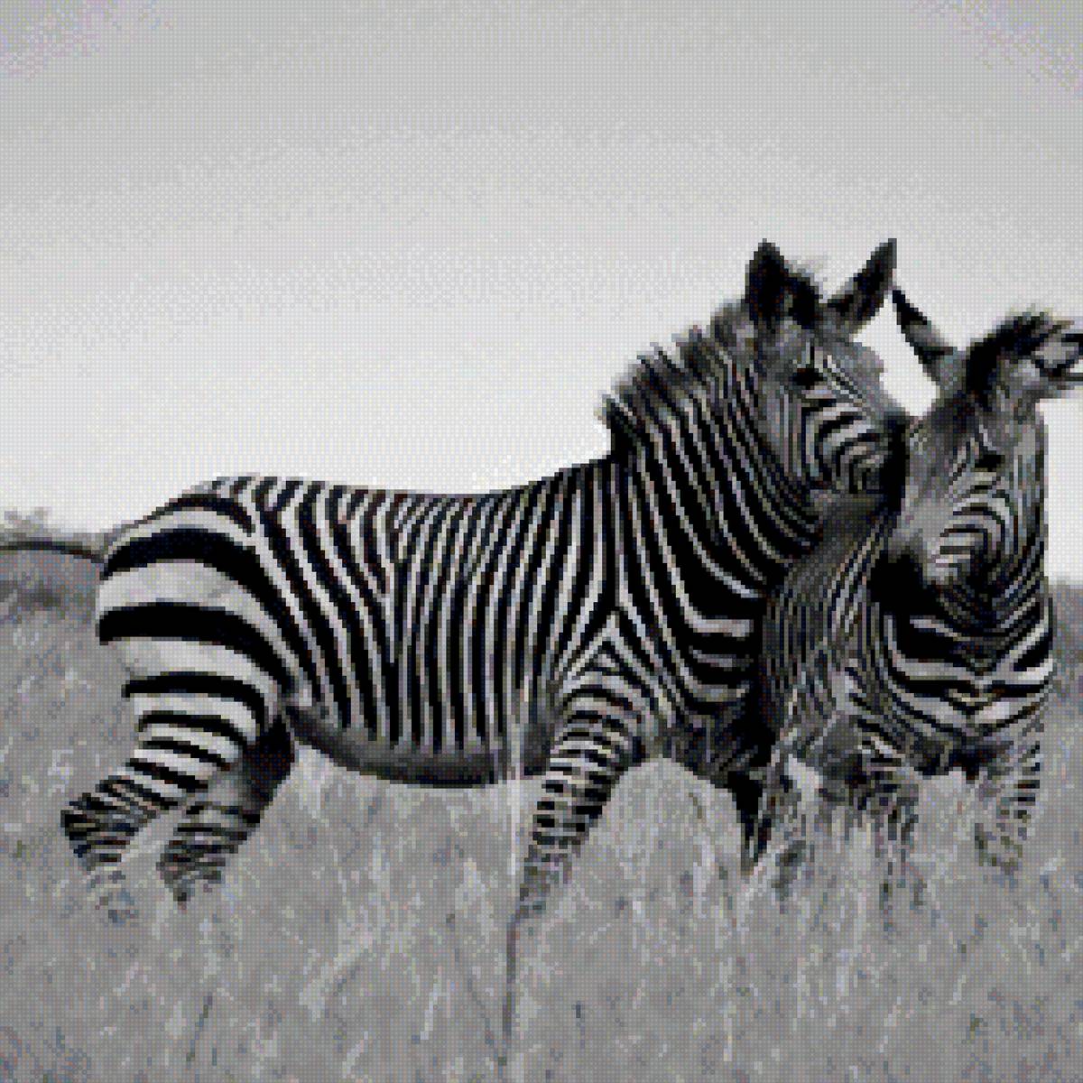 №2767334 - животные, африка, зебра - предпросмотр