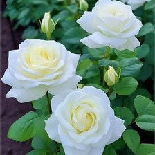 Оригинал схемы вышивки «Белые розы» (№2781421)