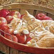 Этап процесса «Котята в яблоках»
