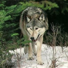 Схема вышивки «волк в лесу»